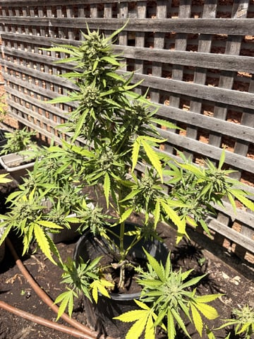 Muliflex — flower, day 92