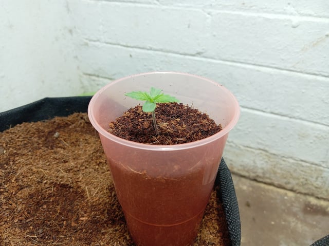 Permanent Marker  — seedling_rooting, day 7