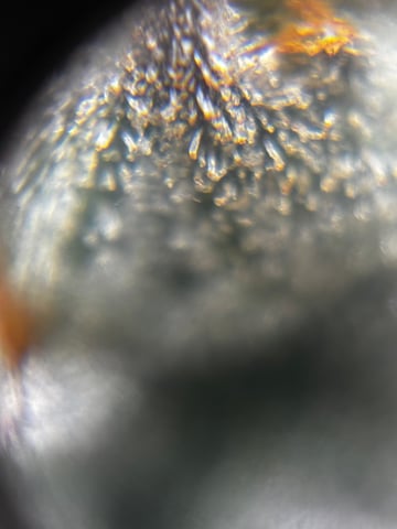 Pink Passion Fruit — flower, day 107