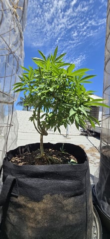 CzechsMex 2.0 — vegetative, day 170