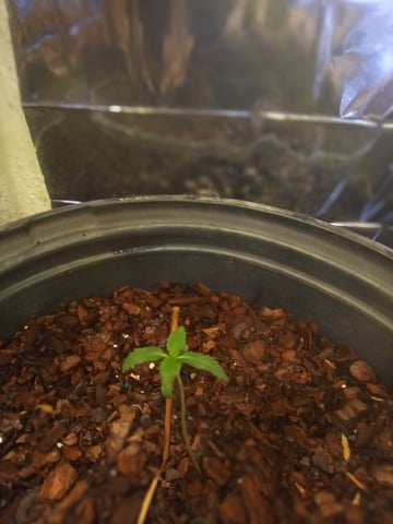 Queen Royal Autoflower  — seedling_rooting, day 26
