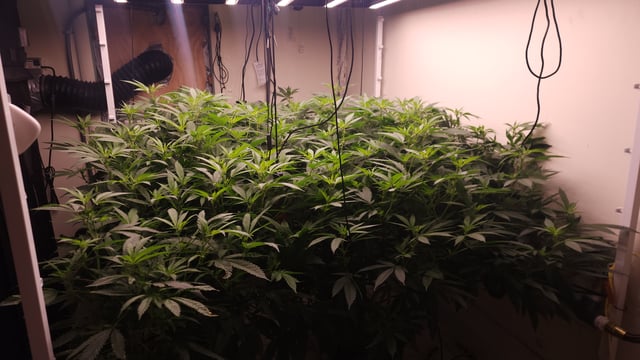 DNA Genetics Kosher Cookies rockwool run round 2 — flower, day 54