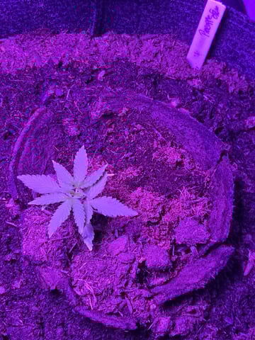 1st Ever Grow — vegetative, day 28