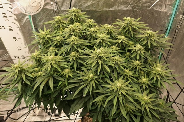 Gorilla Girl Autopot — flower, day 138