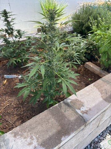 new seeds grow #2 — flower, day 73