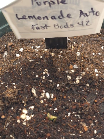 Fast Buds - Purp Lemonade — germination, day 4