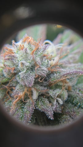 ethos genetics  — flower, day 109