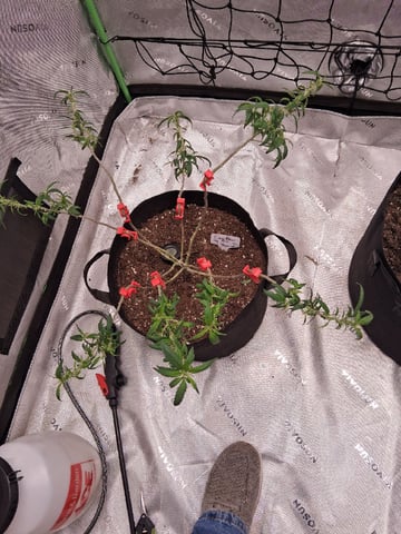  god father og feminzed