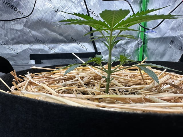 Pine (Auto) 2025 - 0 — vegetative, day 28