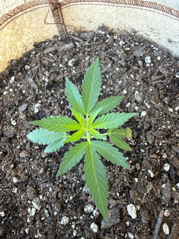 Bruce Banner ⛽️ — vegetative, day 31
