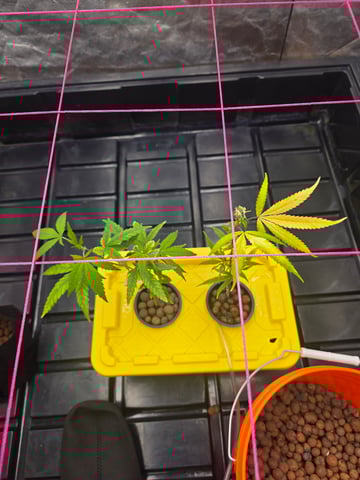 Platnium Jelly — vegetative, day 1