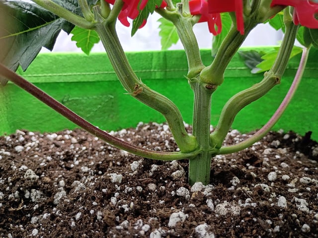 FastBuds Photo-Lemon Mandarin  — vegetative, day 41
