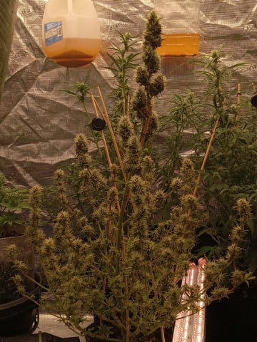 2 Apple Struddles ,1 London Pound,1banana Purple punch1gorilla Cookies ,1frostbanger 