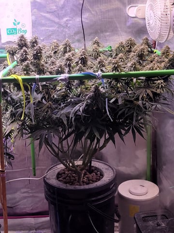 6th Grow