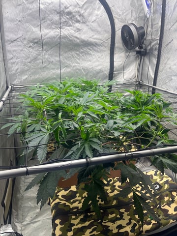 The Bling  — vegetative, day 63