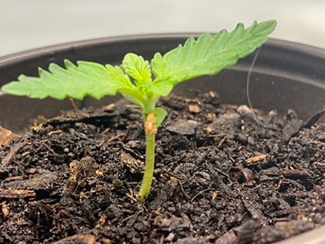 2025-26 harvest INDOOR — seedling_rooting, day 43