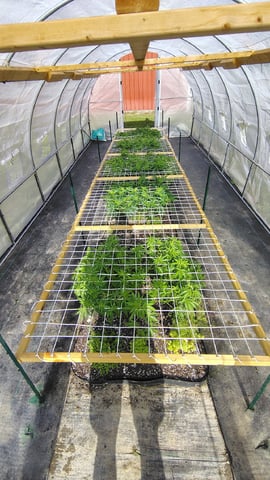 Outdoor 2026 — vegetative, day 20