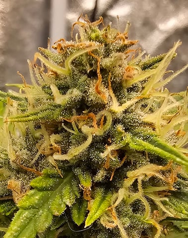 round 2 — flower, day 79