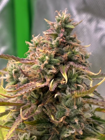 Ztrawberriez (Auto) 2026 - 1 — flower, day 67