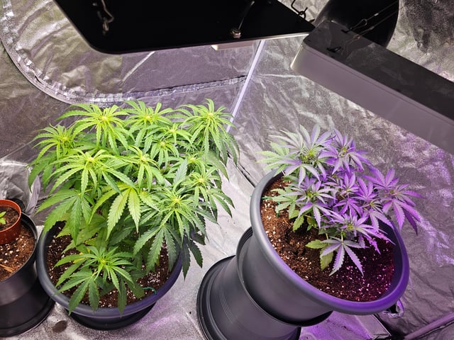 Cheshablue  — flower, day 14