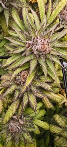 Attack Of The Clones — flower, day 92