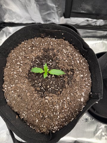 wedding cake auto FIRST GROW! — vegetative, day 11