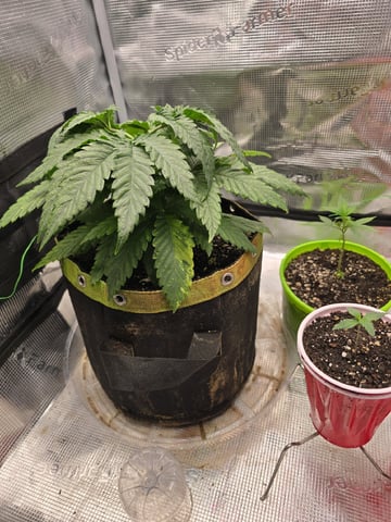 mc nuggets r1 — vegetative, day 24