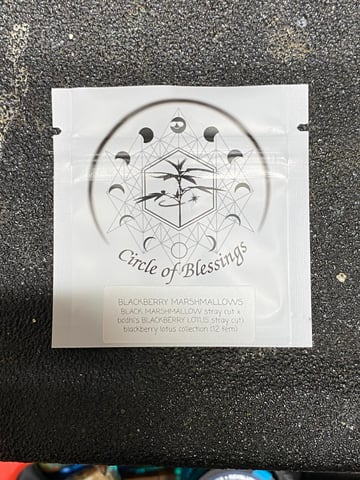 blackberry marshmallows  — grow_setup, day 1