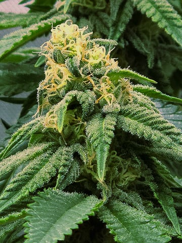 Homegrown - 🍒 🥧 & GSC Auto, 🚀 Seeds 🍌 Buttercups  — flower, day 59