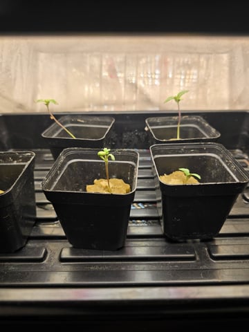 Dr. Sleep — seedling_rooting, day 19