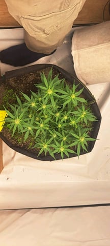 First Grow with the new setup  — auto, day 45