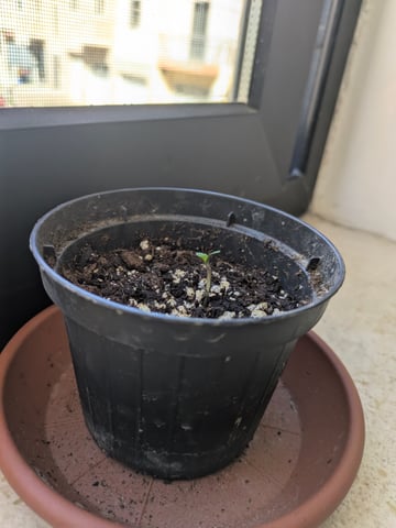 Di Luca — seedling_rooting, day 6