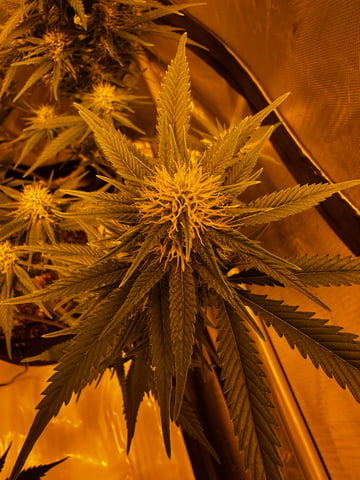 XJ-13 x Pennywise — flower, day 105