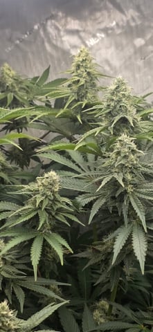 Maple Nectar  — flower, day 74
