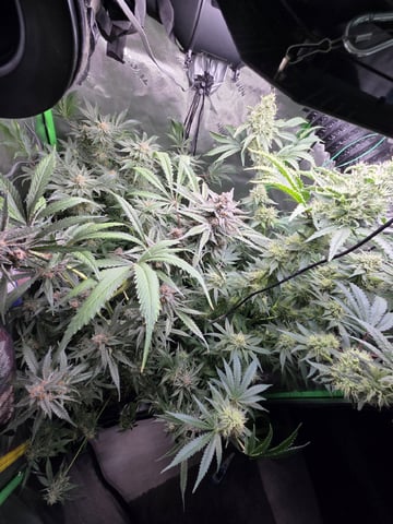 Special Kush#1 and Purple Queen Auto  — flower, day 97