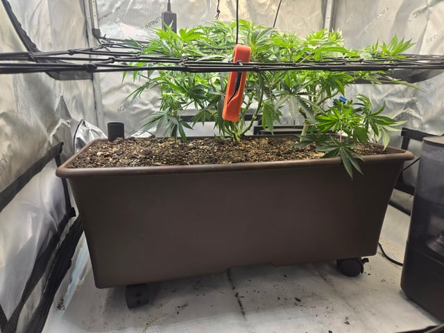 White rhino — flower, day 52