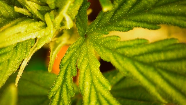 Bubblegum — vegetative, day 62