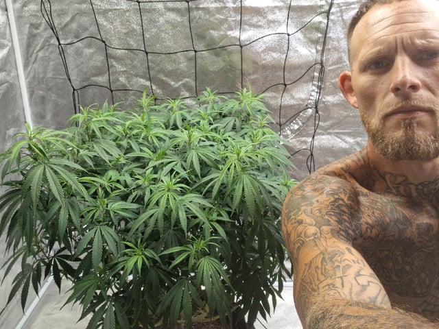 Seedman mix auto & seedman mix auto & GodFather OG — flower, day 79