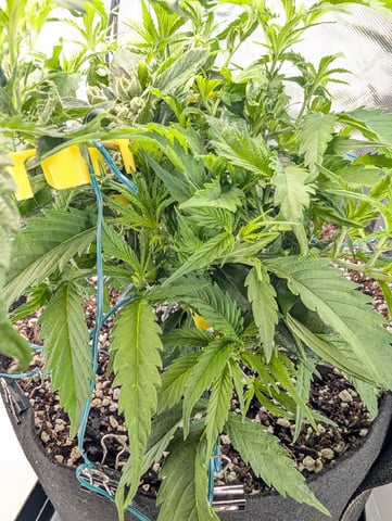 C99 CloneWars! — vegetative, day 11