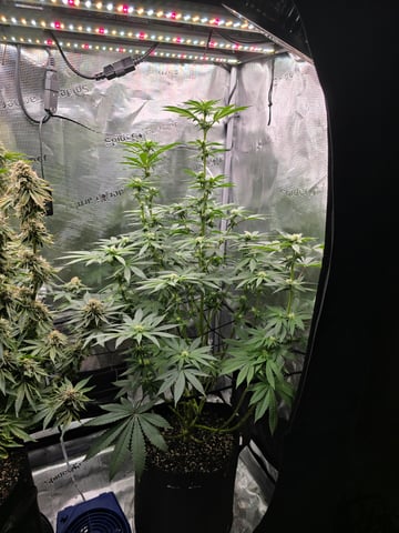 Northern lights #10 2nd plant (Selkies) — flower, day 60
