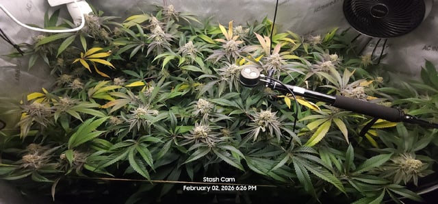 Punch Mints Female Pheno #2 Clone(s) — flower, day 300