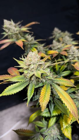 Clones GodFather OG Clones — harvest, day 126