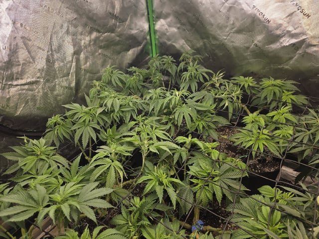 Hazy Daze — vegetative, day 52