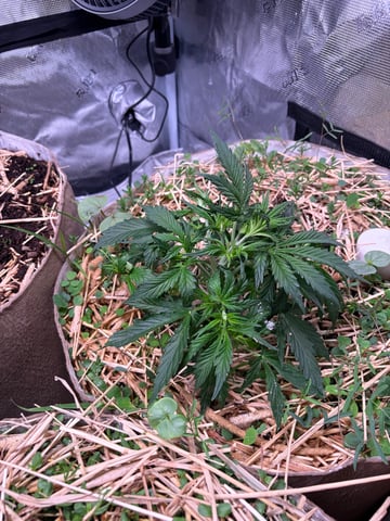 Round 1.5 — flower, day 33