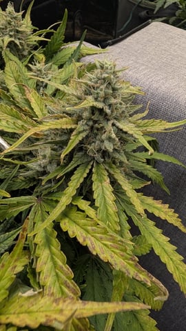 Quick Auto Summer Grow — flower, day 64