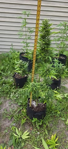 Watermelon Auto — flower, day 83