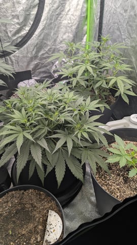 Mixed Grow — grow_setup, day 40