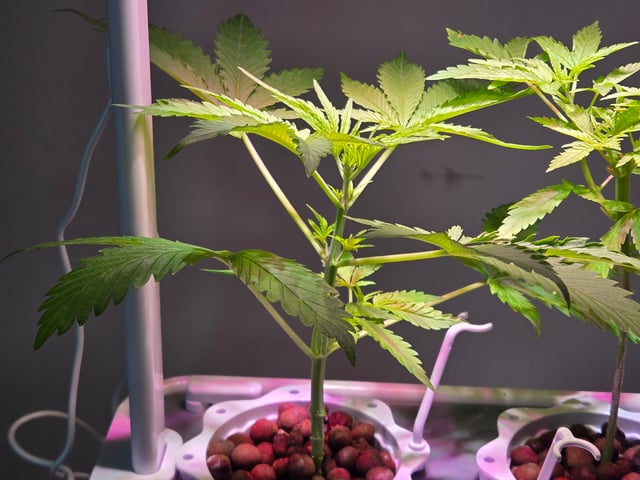 1st Grow — vegetative, day 27