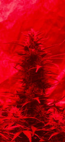 First Auto — flower, day 70