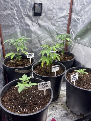 first grow in new 2x2 — vegetative, day 39